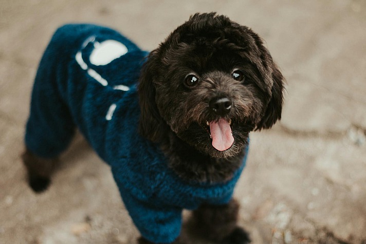 Die besten Hundebekleidungen für Hundebesitzer