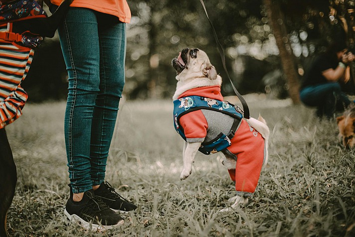 Sicherheitsbekleidung für Hunde: In Deutschland ist es gesetzlich vorgeschrieben, dass Hunde in der Öffentlichkeit oft an der Leine geführt werden müssen