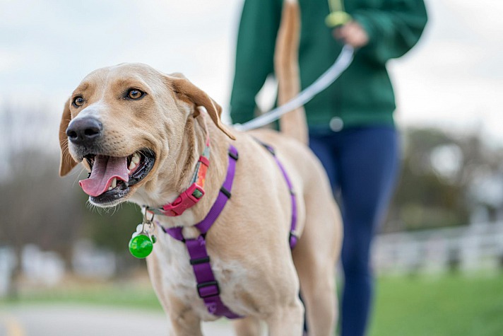 Stilvolle Hundehalsbänder und Leinen: Hundebekleidung beschränkt sich nicht nur auf Kleidung; Beliebt sind auch stylische Hundehalsbänder und Hundeleinen