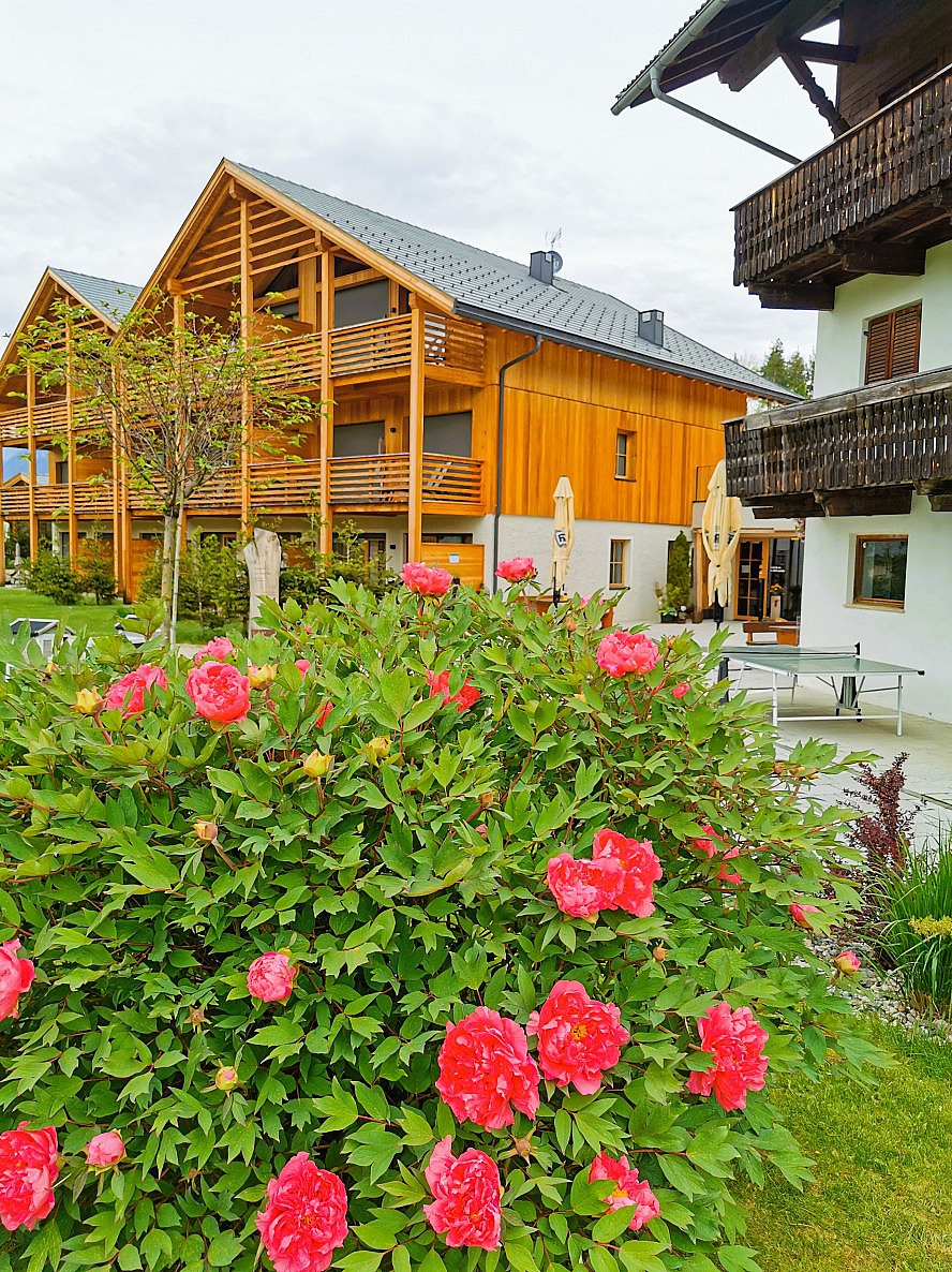 Kessler's Mountain Lodge: Die Pfingstrosen blühen schon üppig
