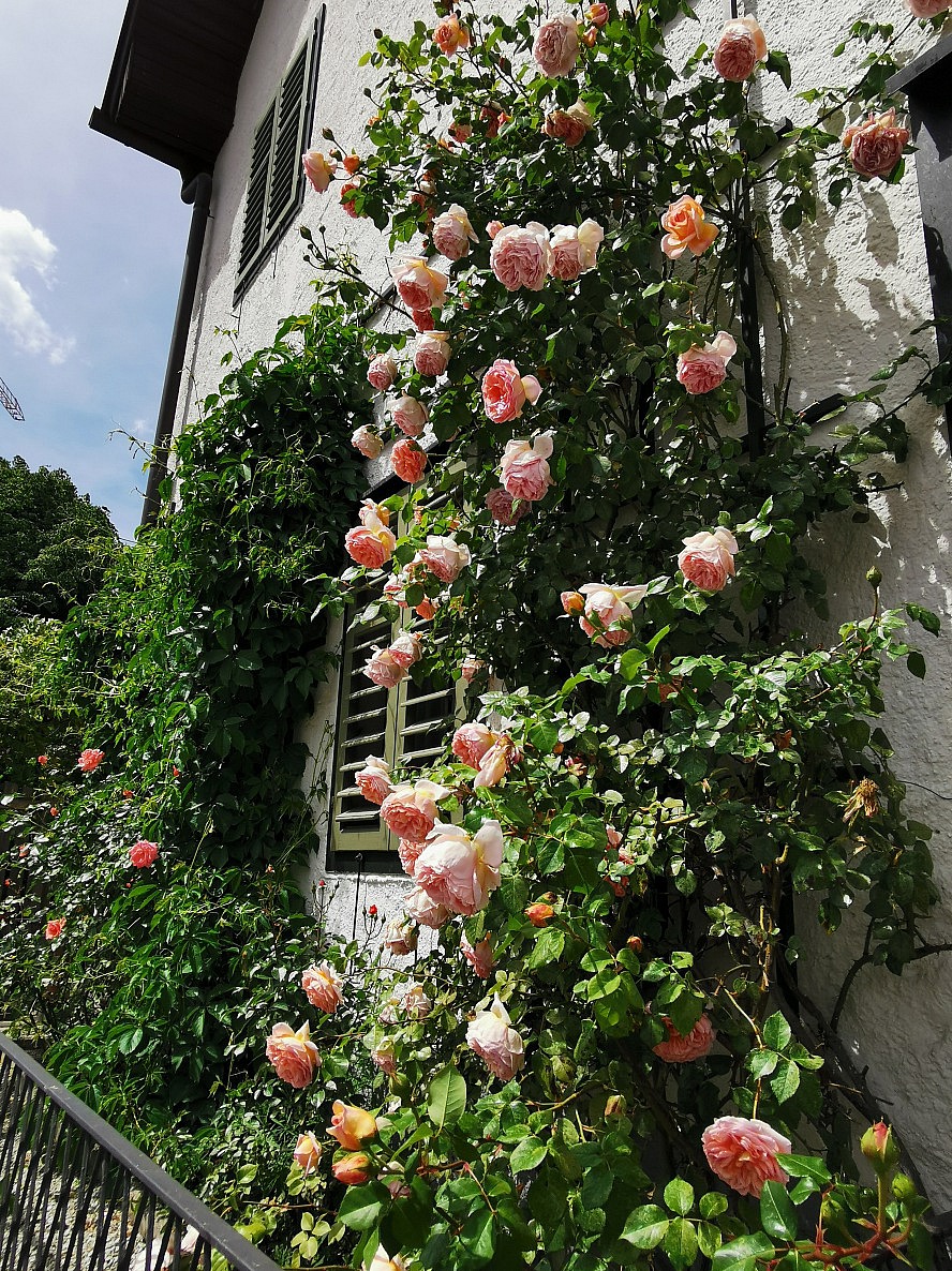 Im Weissen Rössl: üppige Rosenpracht auf unserem Ausflug nach Bad Ischl
