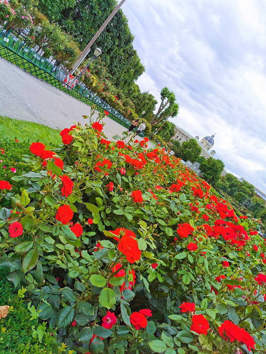 nicko cruises: hübsche Blumen im Volksgarten