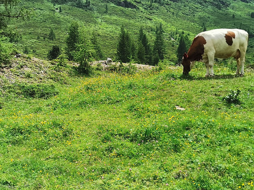 Zedern Klang: den wunderbaren tiroler Rindern beim grasen zuschauen - herrlich