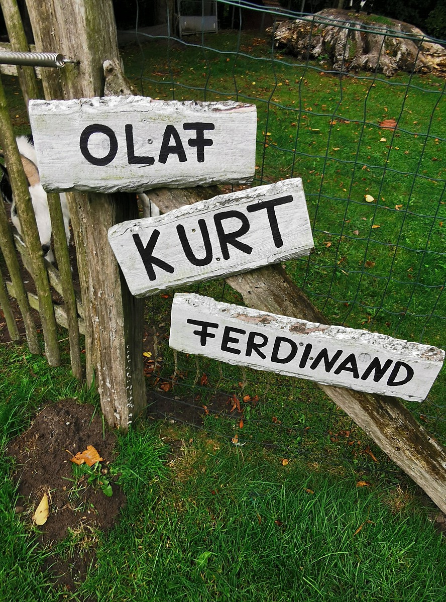 Landhafen Niebüll: Olaf, Kurt und Ferdinand - die drei zutraulichen Hausziegen