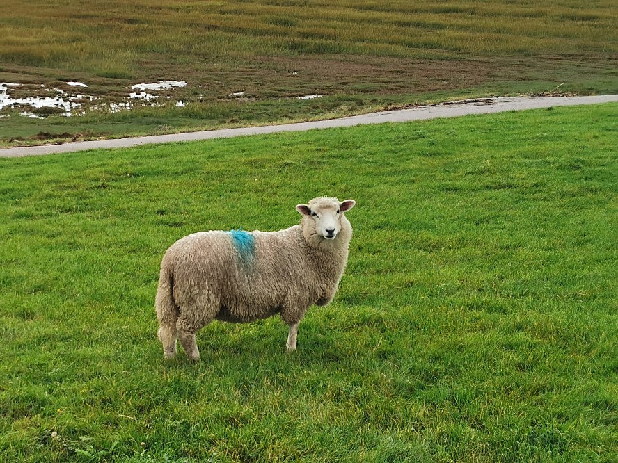 Landhafen Niebüll: Schaf an der malerischen Badestelle Südwesthörn