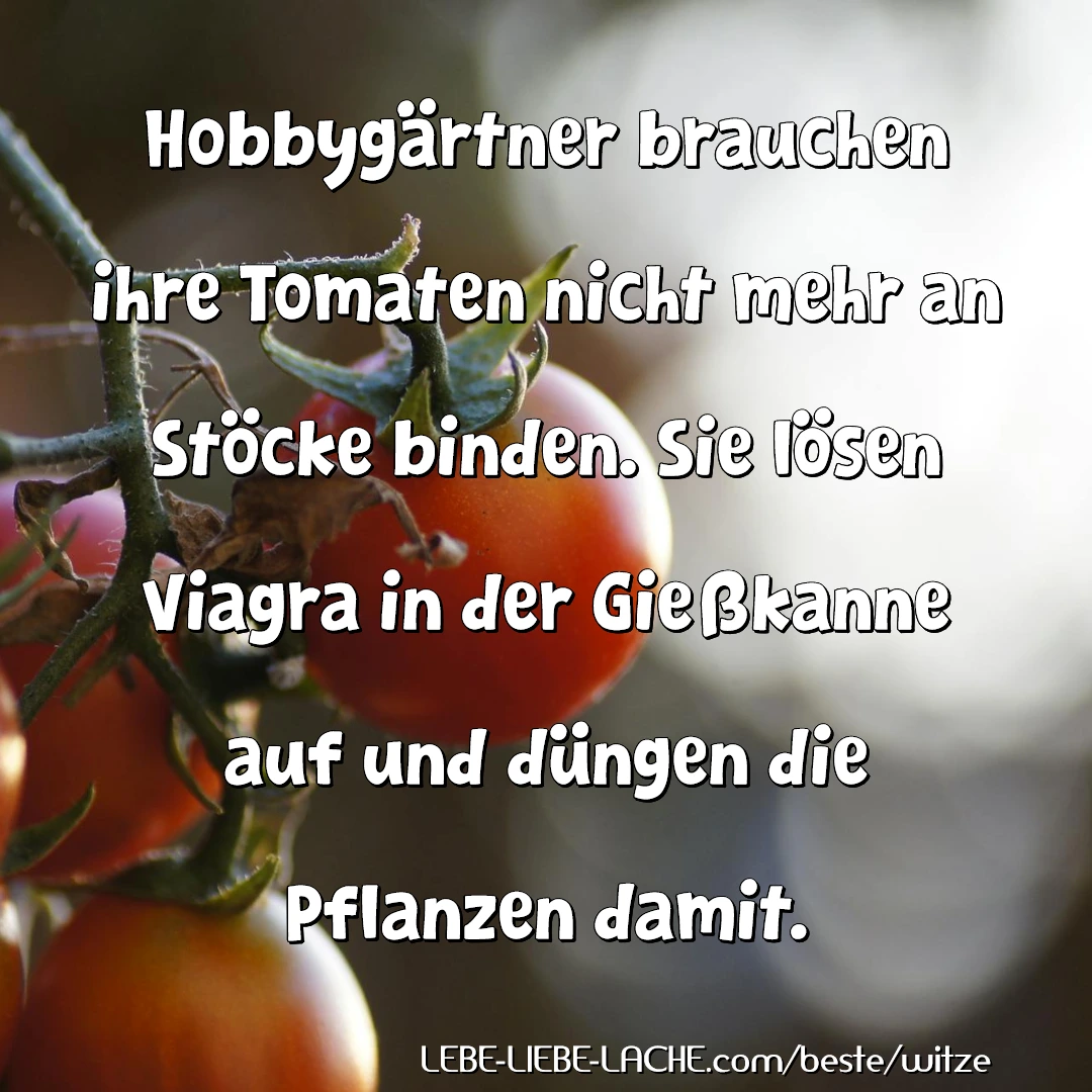 Hobbygärtner brauchen ihre Tomaten nicht mehr an Stöcke binden. Sie lösen Viagra in der Gießkanne auf und düngen die Pflanzen damit.