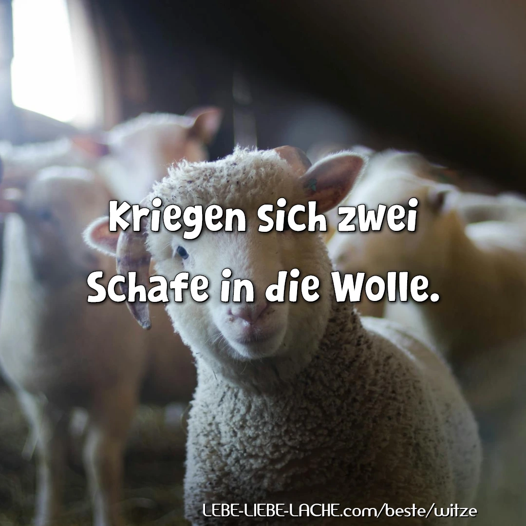 Kriegen sich zwei Schafe in die Wolle.