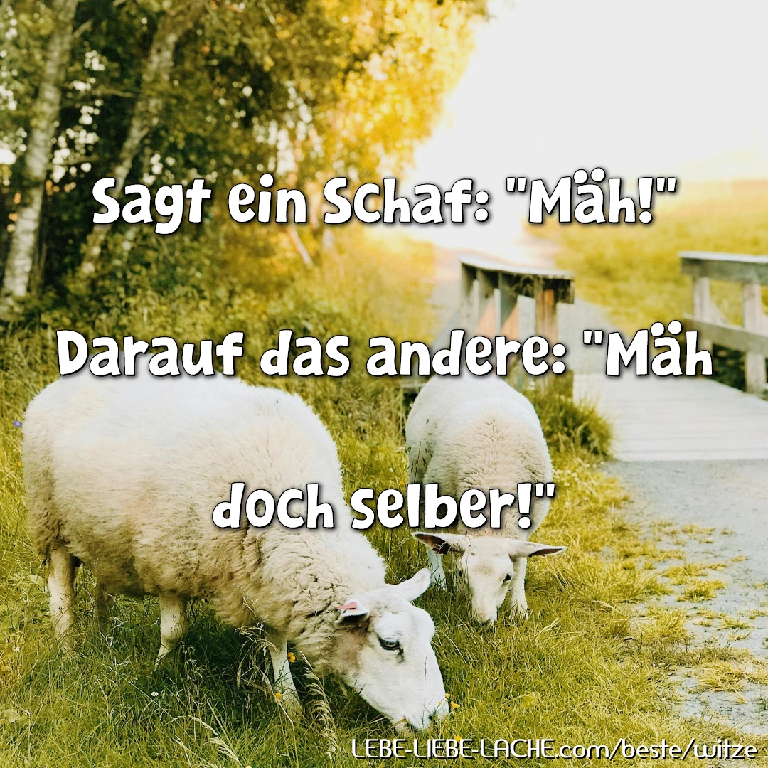 Sagt ein Schaf: Mäh! Darauf das andere: Mäh doch selber!