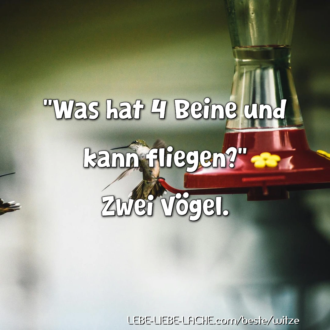 Was hat 4 Beine und kann fliegen? Zwei Vögel.