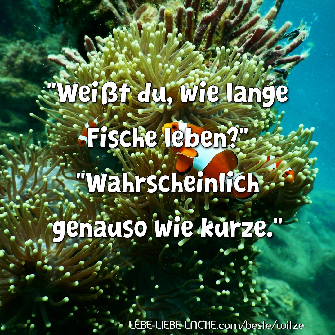 Weißt du, wie lange Fische leben? Wahrscheinlich genauso wie kurze.