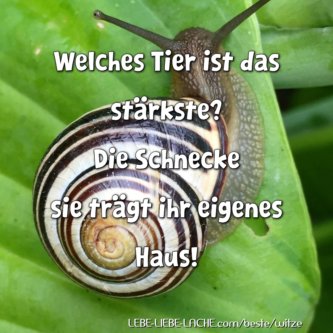 Welches Tier ist das stärkste? Die Schnecke sie trägt ihr eigenes Haus!