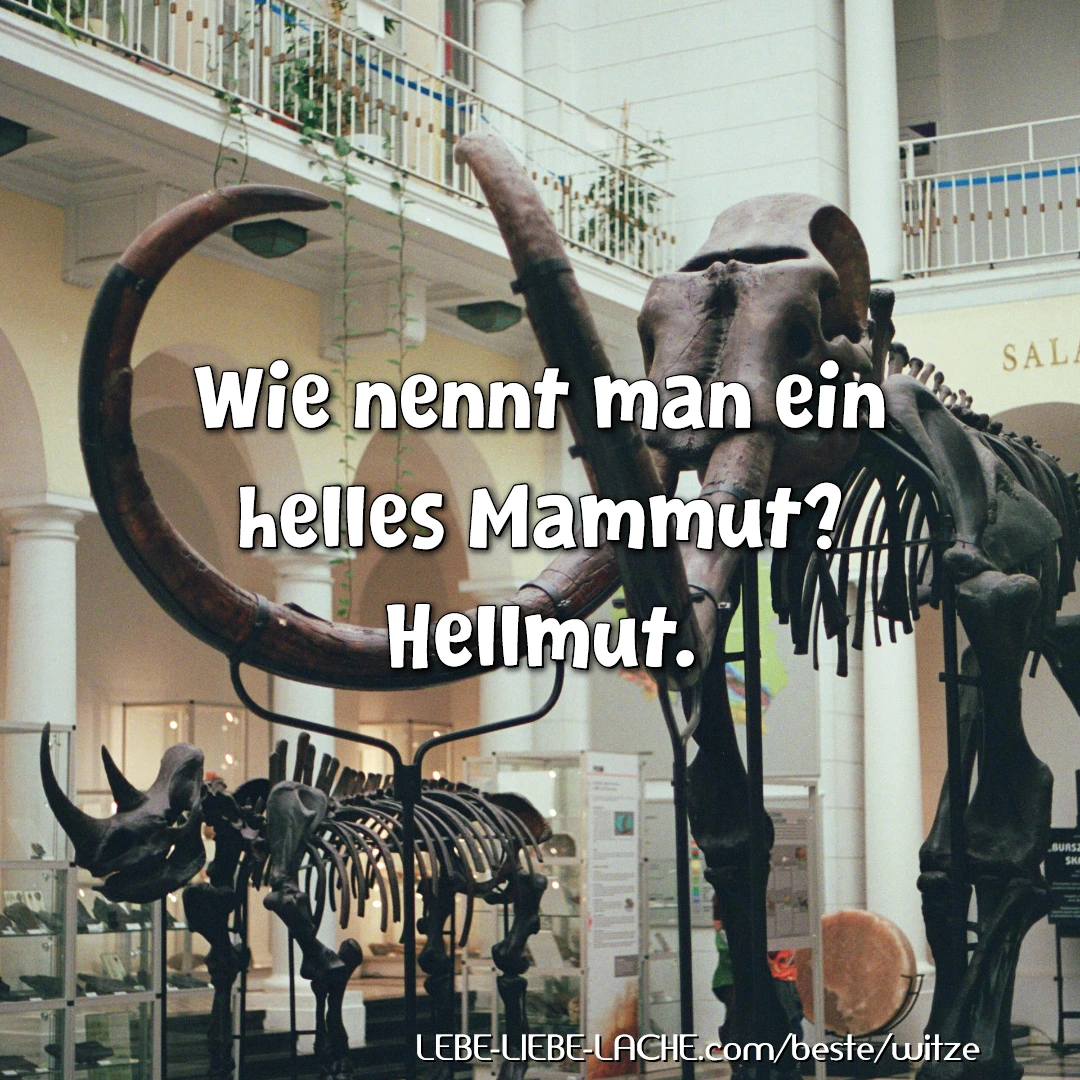 Wie nennt man ein helles Mammut? Hellmut.