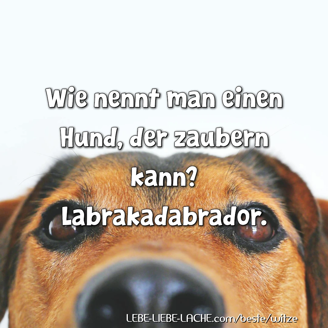 Wie nennt man einen Hund, der zaubern kann? Labrakadabrador.