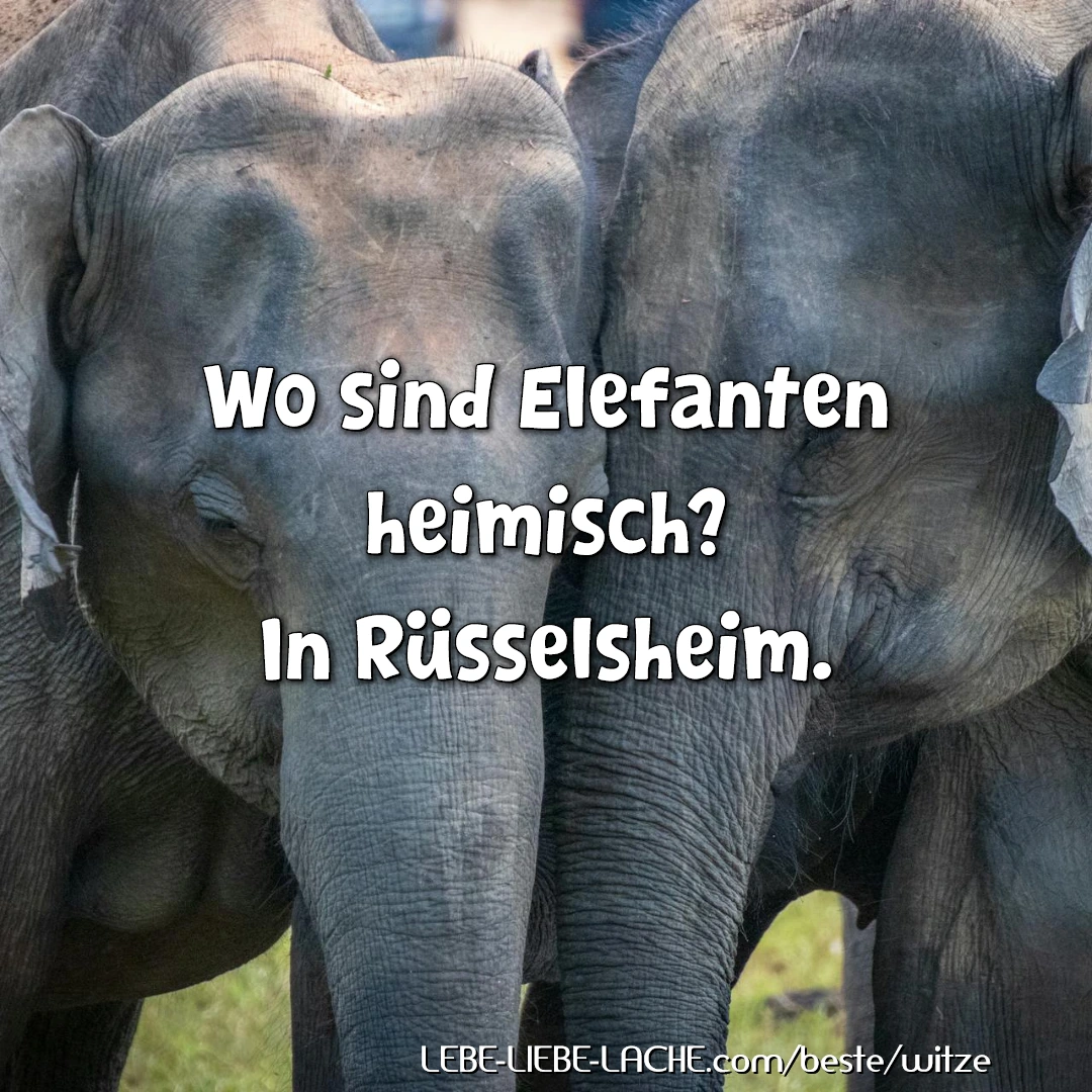 Wo sind Elefanten heimisch? In Rüsselsheim.