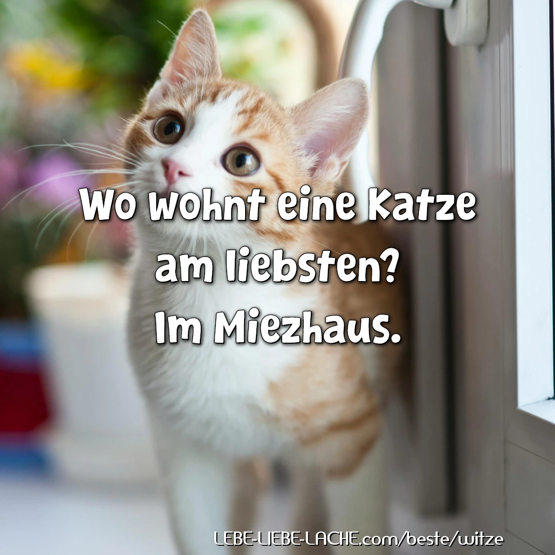 Wo wohnt eine Katze am liebsten? Im Miezhaus.