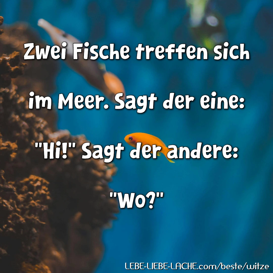 Zwei Fische treffen sich im Meer. Sagt der eine: Hi! Sagt der andere: Wo?