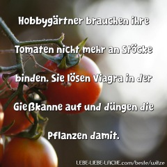 Hobbygärtner brauchen ihre Tomaten nicht mehr an Stöcke binden. Sie lösen Viagra in der Gießkanne auf und düngen die Pflanzen damit.