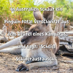 In Australien schaut ein Pinguin total verschwitzt aus dem Beutel eines Kängurus und sagt: "Scheiß Schüleraustausch."