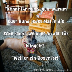 Könnt ihr mir sagen, warum euer Hund jedes Mal in die Ecke rennt, wenn es an der Tür klingelt? Weil er ein Boxer ist!