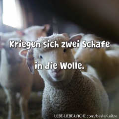 Kriegen sich zwei Schafe in die Wolle.