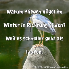 Warum fliegen Vögel im Winter in Richtung Süden? Weil es schneller geht als laufen.