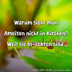 Warum sieht man Ameisen nicht in Kirchen? Weil sie In-sekten sind.