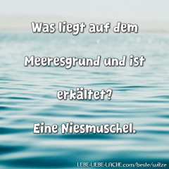 Was liegt auf dem Meeresgrund und ist erkältet? Eine Niesmuschel.