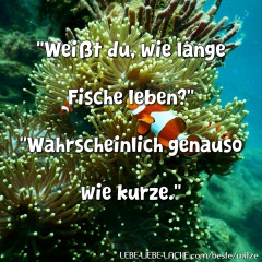 Weißt du, wie lange Fische leben? Wahrscheinlich genauso wie kurze.