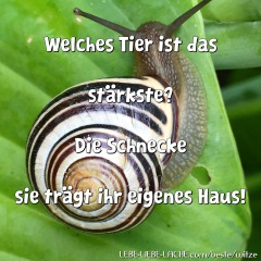 Welches Tier ist das stärkste? Die Schnecke sie trägt ihr eigenes Haus!