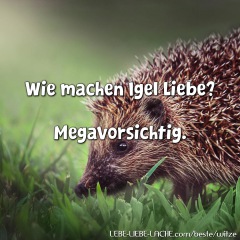 Wie machen Igel Liebe? Megavorsichtig.