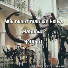 Wie nennt man ein helles Mammut? Hellmut.