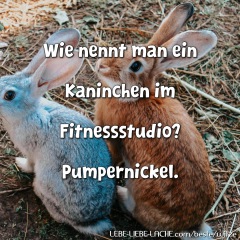 Wie nennt man ein Kaninchen im Fitnessstudio? Pumpernickel.