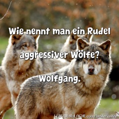 Wie nennt man ein Rudel aggressiver Wölfe? Wolfgang.