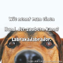 Wie nennt man einen Hund, der zaubern kann? Labrakadabrador.