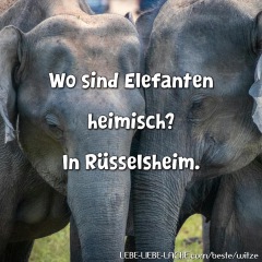 Wo sind Elefanten heimisch? In Rüsselsheim.